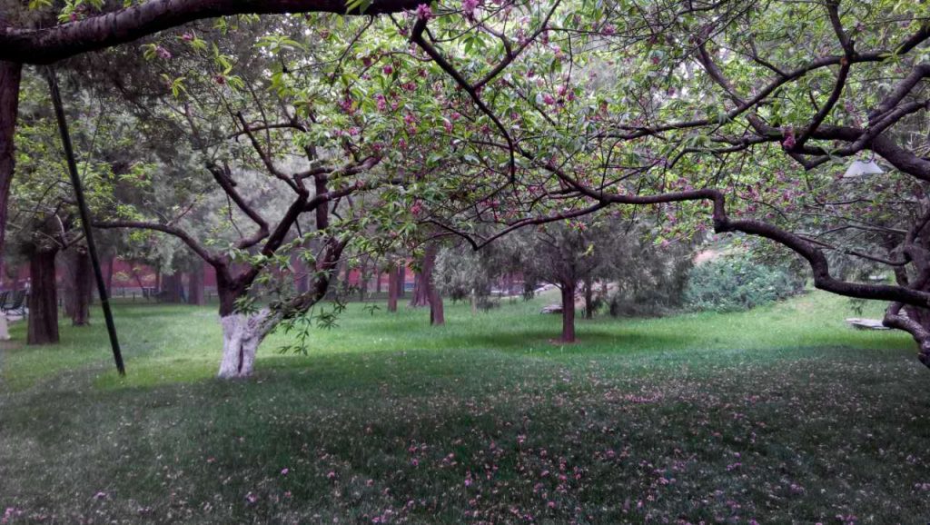 peach flowers